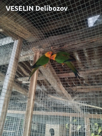 продавам папагали , снимка 5 - Папагали - 53725252