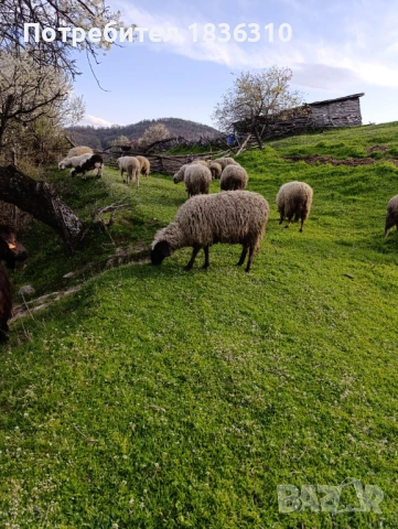 Шиле балканско, снимка 6 - Овце - 54174079
