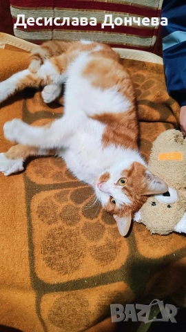 Коте Сами си търси дом, осинови го, снимка 4 - Други - 53033203