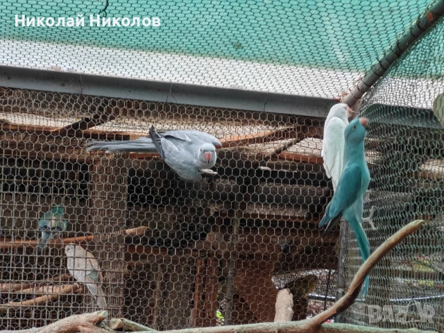 Малки александри, снимка 2 - Папагали - 51972524