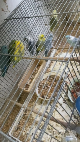 Продавам врабчеви папагали, снимка 1