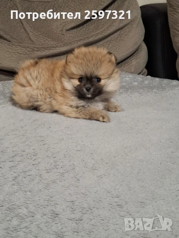 Померан, снимка 4 - Померан - 53011229