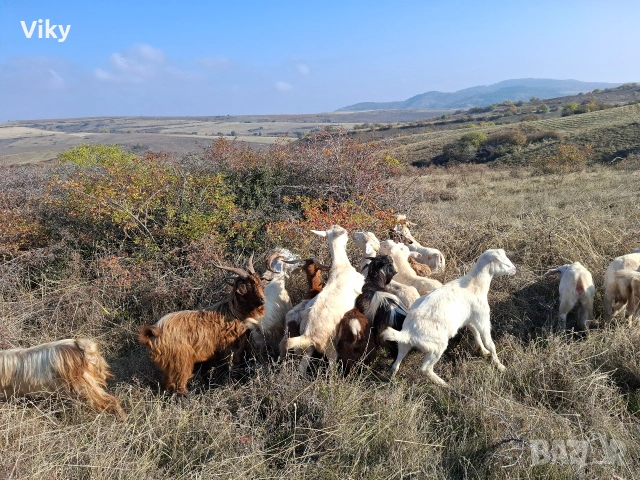 натурално козе мляко, снимка 6 - Кози - 54155661