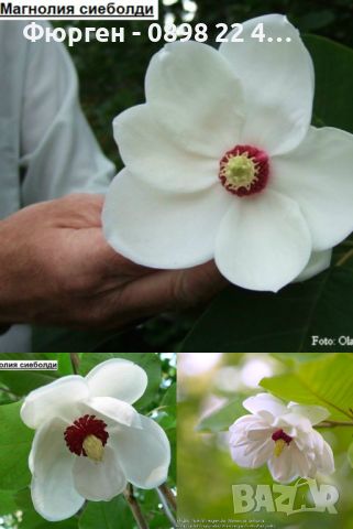 Магнолия - Magnolia НАЛИЧНИ 14 ВИДА Студоустoйчиви, снимка 3 - Градински цветя и растения - 28046229