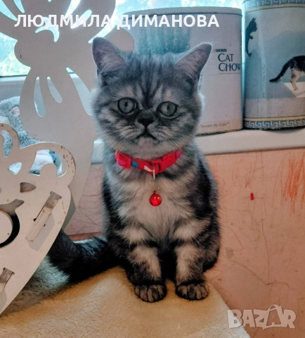 Персийско екзотично момиче.