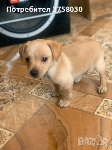 Продават се Пинчери, снимка 3 - Пинчер - 54004922