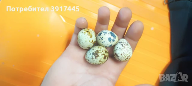 Оплодени яйца от пъдпъдъци, снимка 1