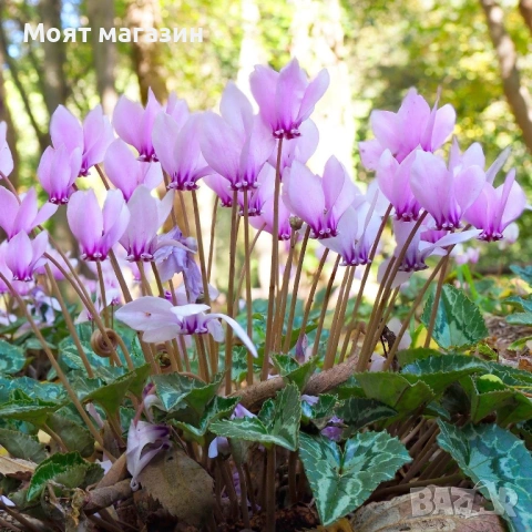 Горска ЦИКЛАМА