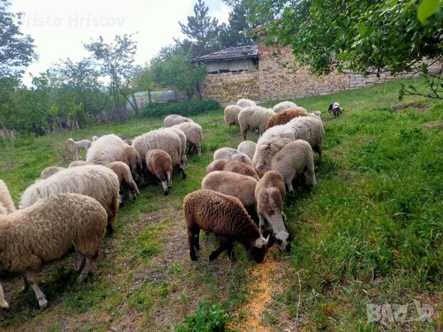 Агнета, снимка 6 - Овце - 45356282