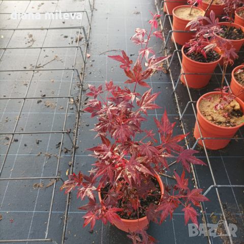 Продава се Японски Клен, Аcer palmatum Аtropurpureum, снимка 10 - Градински цветя и растения - 45026729