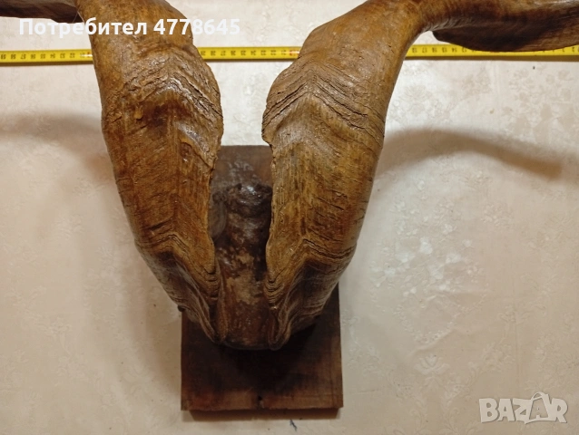 стар трофей рога., снимка 4 - Антикварни и старинни предмети - 54239950