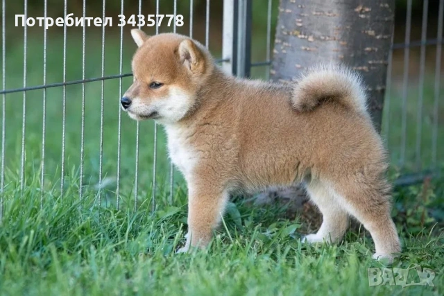 шиба ину момиченце, снимка 3 - Шиба ину - 53829584