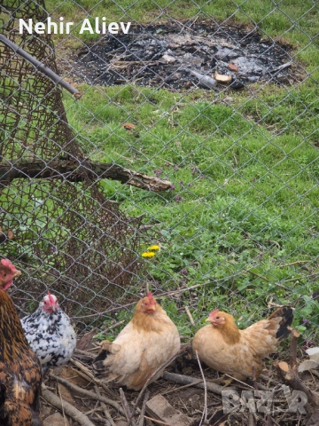 Продавам декоративни кокошки, снимка 3 - други­ - 54054580