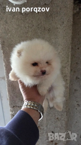 Готови за нов дом померанчета, снимка 9 - Померан - 54211908