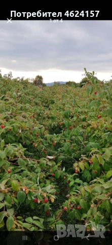 Продавам разсад ягоди, снимка 7 - Сортови семена и луковици - 54183157