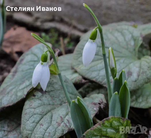 Елвезиево кокиче (Galanthus elwesii) – луковички, снимка 4 - Сортови семена и луковици - 47953821