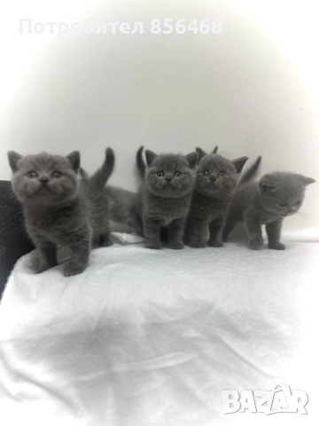 Британска късокосместа