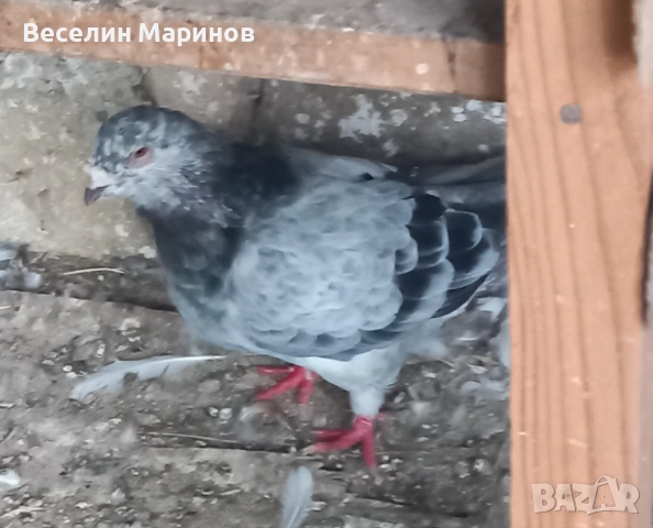 продавам  варненски  жьлти  6уменски2 модела  по6и спортни и стандарти и американци, снимка 15 - Гълъби - 51659125