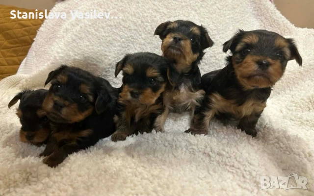 Бебе Йорки момченце, снимка 6 - Йоркширски териер - 53237459