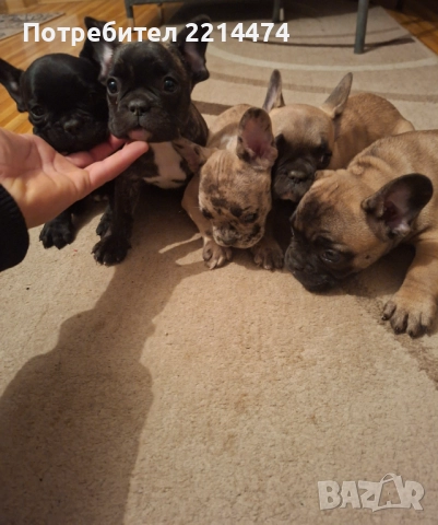 Френски булдочета, снимка 3 - Френски булдог - 52877847