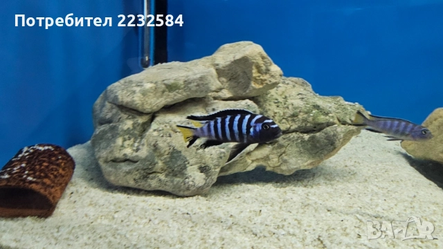 Рибки Африкански цихлиди , снимка 3 - Рибки - 46868751
