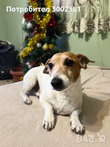 Джак Ръсел териер, снимка 15 - Джак ръсел териер - 52887126