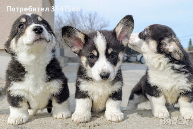 Трицветни кученца Уелско корги пембрук - мъжки