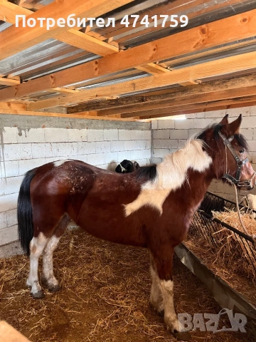 Кобила                            , снимка 2 - Коне - 53758930