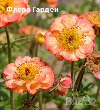 МНОГОГОДИШНИ ЦВЕТЯ - Коренища- ПРЕДВАРИТЕЛНИ ПОРЪЧКИ, снимка 11 - Градински цветя и растения - 53650042