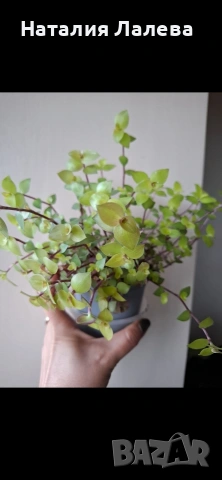 Традесканция/кализия, callisia repens Gold, снимка 4 - Стайни растения - 54051984