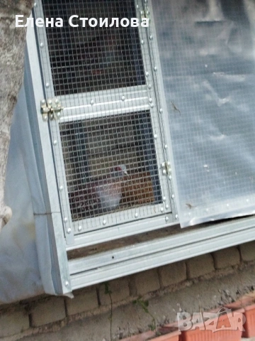 Гугутки и гълъби , снимка 6 - Гълъби - 53829038