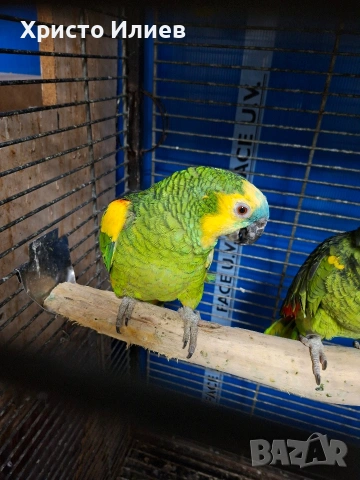 Продавам мъжка синьочела амазона 2019
