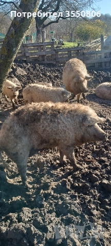 Продавам прасета за клане, снимка 3 - Прасета - 52835757