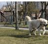 Повод за куче 5 метра, светлоотразителен, с контейнер за отпадъци, Purlov

Тегло0,480 кг

SKU: 659

, снимка 3
