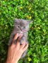Британски котки, снимка 1 - Британска късокосместа - 45967368