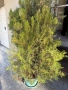 20 лева туи! Имаме 4 броя. Високи са 150 см.. , снимка 4