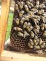 Продавам пчелни майки, снимка 2