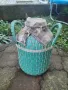 Стъклена дамаджана с оплетка пластмасова, снимка 6
