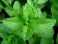 Mentha nemarosa Jap. Mojito Mint(Мента Мохито Минт), снимка 2