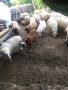 Продавам овце , снимка 4