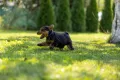 Уелски Териер welsh terrier , снимка 5