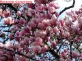 Магнолия - Magnolia НАЛИЧНИ 14 ВИДА Студоустoйчиви, снимка 4
