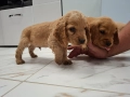 чистокръвни кокер шпаньоли, снимка 4