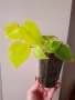 Филодендрон, Philodendron Lemon Lime, снимка 4