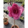 Magnolia Black Tulip (Магнолия Черно Лале), снимка 1
