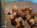 Малки пилета от един ден до 1 месец , снимка 4
