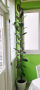 растение фикус висок 2.5 метра, снимка 1 - Стайни растения - 45039792
