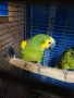 Продавам мъжка синьочела амазона 2019, снимка 1