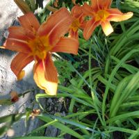 Хемерокалис, снимка 8 - Градински цветя и растения - 36103682