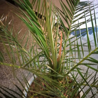 Финикова палма, снимка 3 - Градински цветя и растения - 34360331